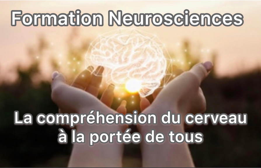 Formation neurosciences : comprendre le cerveau